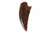 Small Theropod Tooth (Raptor) - South Dakota #115747-1